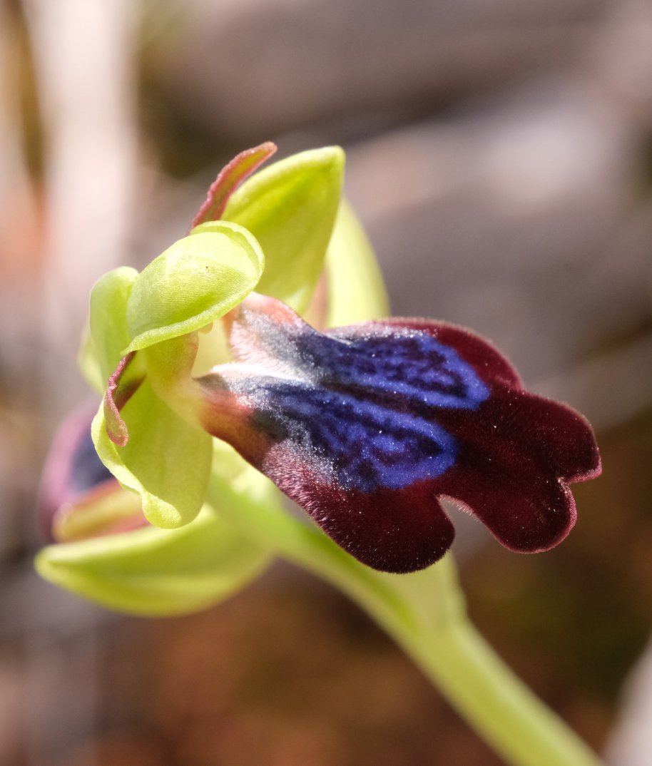 Anno nuovo, orchidee nuove: dalla Grecia con passione.